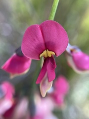 Sphaerolobium rostratum