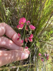 Sphaerolobium rostratum
