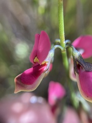 Sphaerolobium rostratum