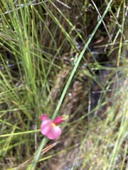 Sphaerolobium rostratum