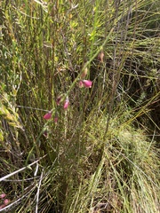 Sphaerolobium rostratum