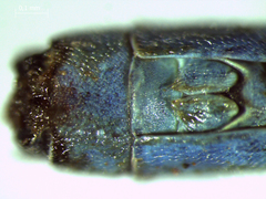 Ischnura pamelae
