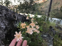 Diplacus grandiflorus