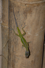 Anolis luciae
