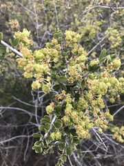 Ceanothus cuneatus cuneatus