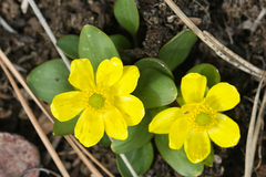 Ranunculus glaberrimus ellipticus