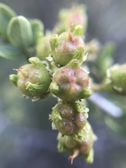 Ceanothus cuneatus cuneatus