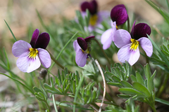 Viola beckwithii