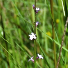 Verbena gracilescens