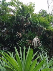 Rhapis excelsa