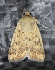 Heliocheilus paradoxus