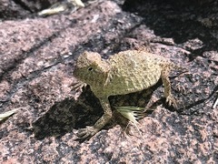 Phrynosoma ditmarsi