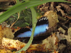 Morpho helenor achillides