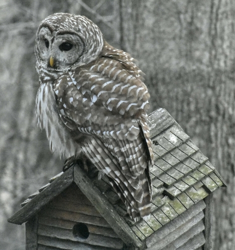 Barred Owl photographed in Indiana
