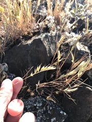Festuca microstachys