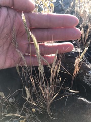 Festuca microstachys