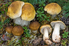 Tricholoma arvernense