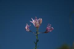 Cleome hirta