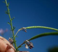 Cleome hirta