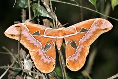 Rothschildia hesperus