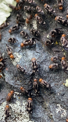 Cerastipsocus trifasciatus