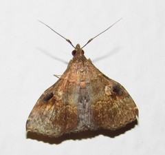 Phlyctaina irrigualis
