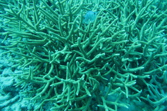 Acropora muricata