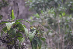 Zosterops ceylonensis