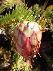 Protea witzenbergiana