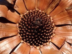 Protea witzenbergiana