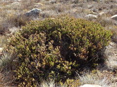 Protea witzenbergiana