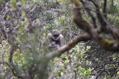 Semnopithecus vetulus