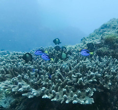 Paracanthurus hepatus
