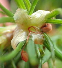Cliffortia paucistaminea australis