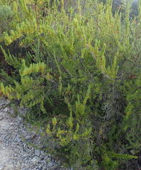 Cliffortia paucistaminea australis