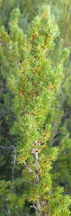 Cliffortia paucistaminea australis