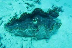 Tridacna derasa