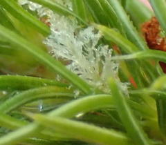 Cliffortia paucistaminea australis