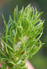 Cliffortia paucistaminea australis