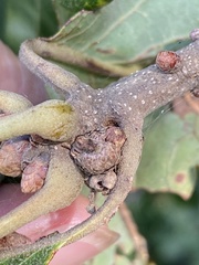 Callirhytis subcostata