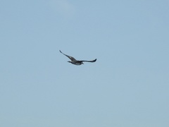 Stercorarius pomarinus