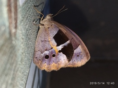 Posttaygetis penelea