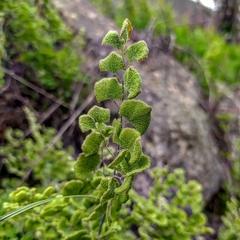 Adiantum chilense scabrum