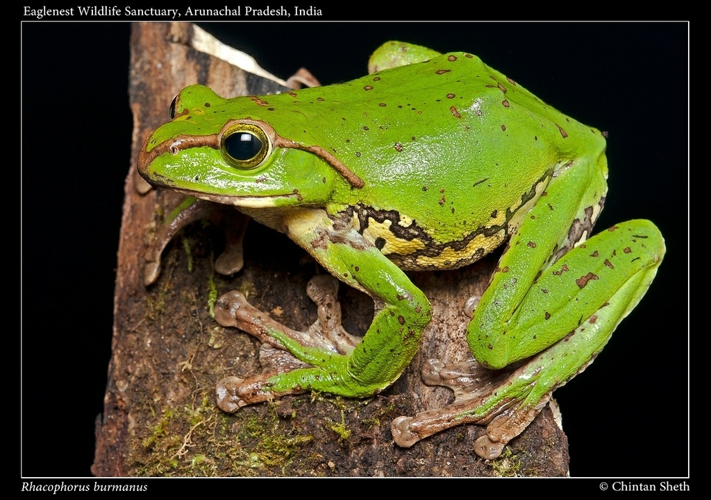 Burmese Gliding Treefrog