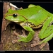 Patsarlamdam Flying Frog - Photo (c) chintan sheth, some rights reserved (CC BY-NC), uploaded by chintan sheth