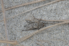 Anabarhynchus nebulosus