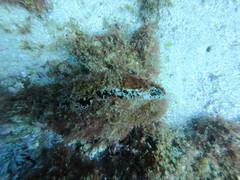 Tridacninae