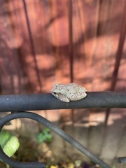 Hyla versicolor