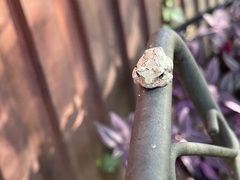 Hyla versicolor