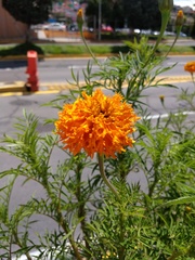 Tagetes erecta